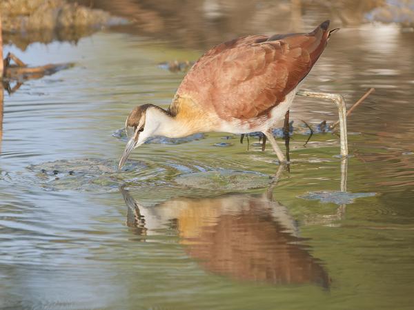 <h3><a href="/trips/gambia/biota/animalia/chordata/aves/024 charadriiformes/012 jacanidae/actophilornis africanus/actophilornis africanus-nl.html">Actophilornis&nbsp;africanus</a> / African&nbsp;jacana / Lelieloper</h3>OM-1 Mark II met OLYMPUS M.150-400mm F4.5, 1/2000 sec  bij F4.5, ISO 1250, afstand 17.2&nbsp;m